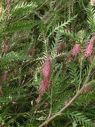 Image result for Grevillea