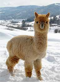 We did not find results for: Tips On Buying Alpaca Products In South America Allaboutlongy