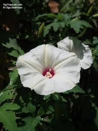 Image result for Dicoma arenaria