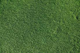This has to be the biggest concern for fall and winter care for the bermuda lawn next to do i aerate my bermuda lawn in the fall. How To Care For A Bermuda Grass Lawn Bermuda Lawn Care Tips