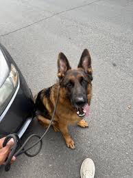 Aggressive and reactive dog ruining my life : r/germanshepherds