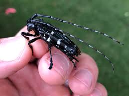 Proudly serving greenville and the surrounding areas with affordable professional pest control. First Sc Sighting Of Invasive Beetle Reported In Charleston County News Postandcourier Com