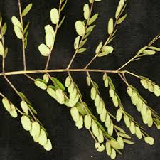 Image result for Cathormion altissimum