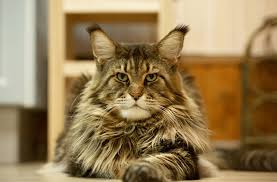 Video 7 cara merawat kucing maine coon agar sehat lucu imut dan gemuk berbulu lebat banget. Harga Kucing Maine Coon Dan Jenis Merawat Ras Kucing Maine Coon