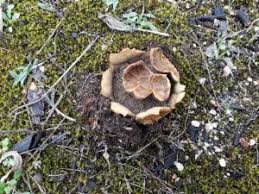 Image result for Scleroderma geaster