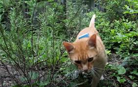 The highly multifunctional tracker can access location, movement, speed, route history, and much more. Gps Tracking Reveals The Secret Lives Of Outdoor Cats Open Culture