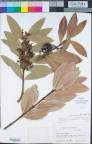 Image result for Alafia orientalis