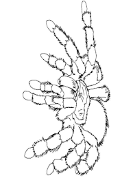High quality 300 dpi images. Online Coloring Pages Coloring Tarantul Raskraski Pauki Download Print Coloring Page