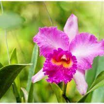 Brazil National Flowers Cattelya Orchid Just Wow Cattleya Orchid Cattleya Orchid Flower