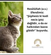 Hatice I Kubra Adli Kullanicinin Hadis I Serifler Panosundaki Pin 2020 Kediler Ve Yavrulari Kedi Gercekler