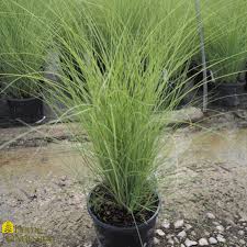 Image result for Miscanthus sinensis