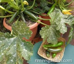 No, they grow from a plant that has a little yellow/white flower that matures as zucchini. Astia Container Zucchini Renee S Garden Seeds