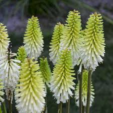 Image result for Kniphofia princeae