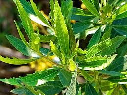 Image result for Nidorella ivifolia