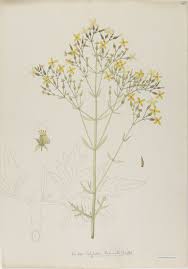 Image result for Kalanchoe laciniata