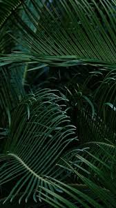 See more ideas about green aesthetic, olive green, green. Olive Green Aesthetic Wallpaper Iphone Novocom Top