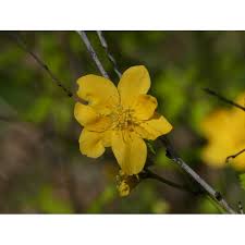 Image result for Kraussia floribunda