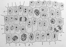 This Image Or Other Media File Is In The Public Domain Because Its Copyright Has Expired This Applies To Australia The Eur Cell Biology Cell Cycle Mitosis