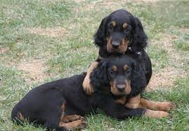 The gordon setter club of canada can offer a breeder referral service for those who are interested in making a gordon setter a part of their home. Gordon Setter Vs Rottweiler Breed Comparison Mydogbreeds