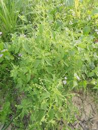 Image result for Micrococca mercurialis