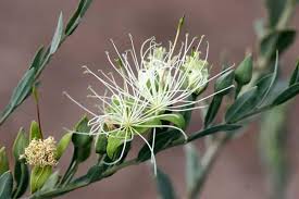 Image result for Maerua duchesnei