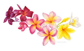 Fragrant Frangipanis Eunike Nugroho In 2020 Plumeria Flower Tattoos Frangipani Tattoo Frangipani