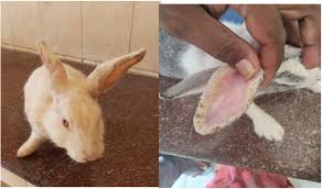 Image result for scabies rabbits ears