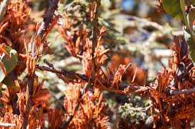 Image result for Phragmanthera cornetii