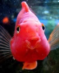 Your upside down parrot stock images are ready. Flickriver Parrot Cichlid Paradise Pool Parrot Fish Cichlids Goldfish Tank