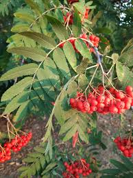 Image result for Allophylus ferrugineus