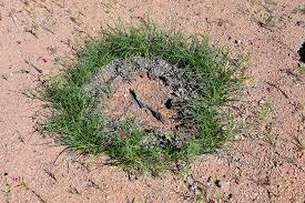 Image result for Schmidtia kalahariensis