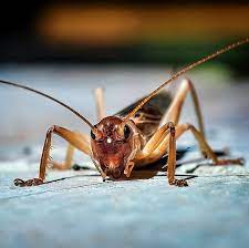 You can use any of the stronger methods to get rid of them, including the vacuum cleaner. How To Get Rid Of Crickets In 4 Steps Per Entomologists