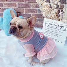 Pixie is my first female dog too, she is 7 months and over the past few weeks her lady bits seem to be. Grey Pink Summer Dress For Girl Frenchies Frenchiely Franciabulldoglove Fransebulldogpup Bulldogfrancesecuador ãƒ–ãƒ'ä¼š Thefren Summer Dog Princess Dog Dog Tutu