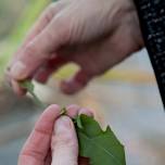 Urban Foraging