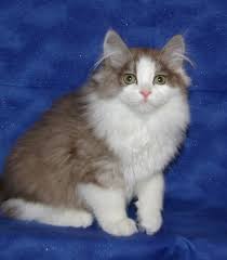 Mallomar Imperial Rags Ragamuffin Kittens Ragamuffin Cats Past Litters Reserved As Future Stud Cute Cats And Kittens Ragamuffin Kittens Ragamuffin Cat