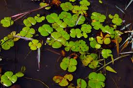 Image result for Marsileaceae