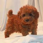 Red Miniature Poodle Puppies for Sale - DogsNow