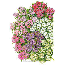 Lay the seeds on the surface of the soil 6 inches. Allure Pastel Blend Sweet Alyssum Seeds Flowers Botanical Interests