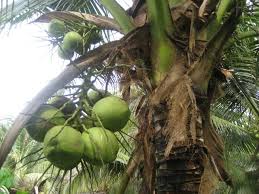 Seperti tanaman kelapa sawit, ancaman perosak yang sering timbul adalah serangan ulat bungkus. Nama Saintifik Kelapa Sawit
