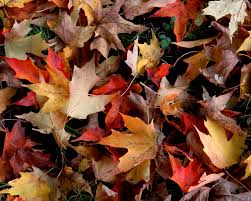 If you're looking for the best autumn wallpaper then wallpapertag is the place to be. Autumn Wallpapers Download Group 85