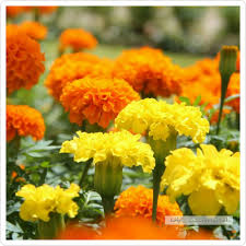 Saintifik.''ri dalam bidang perubatan tradisional, peniing untuk ,.rli lantana camara digunakan di serata dunia. Tahi Ayam Si Marigold