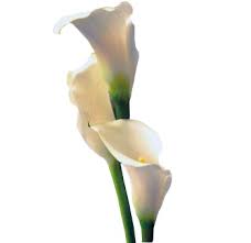 This flower specie does not only appear very beautiful to the eyes; Cream Calla Lily Mini Long Calla Lily Fresh Flowers Flowers Near Me