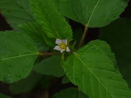 Image result for Melochia corchorifolia