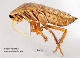 Image result for Anthericopsis