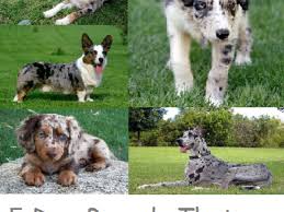 The corgi's coat colors include red, sable, fawn, brindle, black and brindle, blue merle (black and gray; 5 Dog Breeds That Can Have A Merle Coat Pethelpful By Fellow Animal Lovers And Experts
