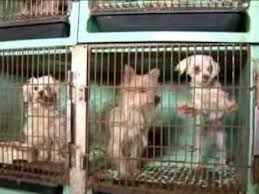 Hours may change under current circumstances Canadian Puppies Saved Again Puppy Mill Rescue Youtube