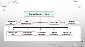 What Is The Role Of Hematologists Ppt Download