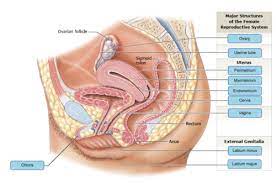 Diagram of shoulder anatomy showing the acromioclavicular (ac) articulation and glenohumeral (gh) joint. Ch 13 Lab Map Ch 12 Lab Map Ch 11 Lab Map Ch 10 Lab Map Ch 13 Powerpoint Chapter 12 Power Point Ch 11 Powerpoint Powerpoint 10 Ch 8 9