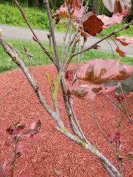 About 6 weeks ago i planted a tri color beech tree for a customer. Tri Color Beech Fungus 639782 Ask Extension
