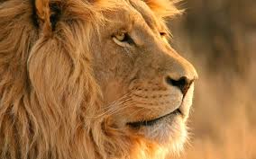 Lions not sheep og hat (white / red) $ 30 23 reviews. Protecting African Lions Pal